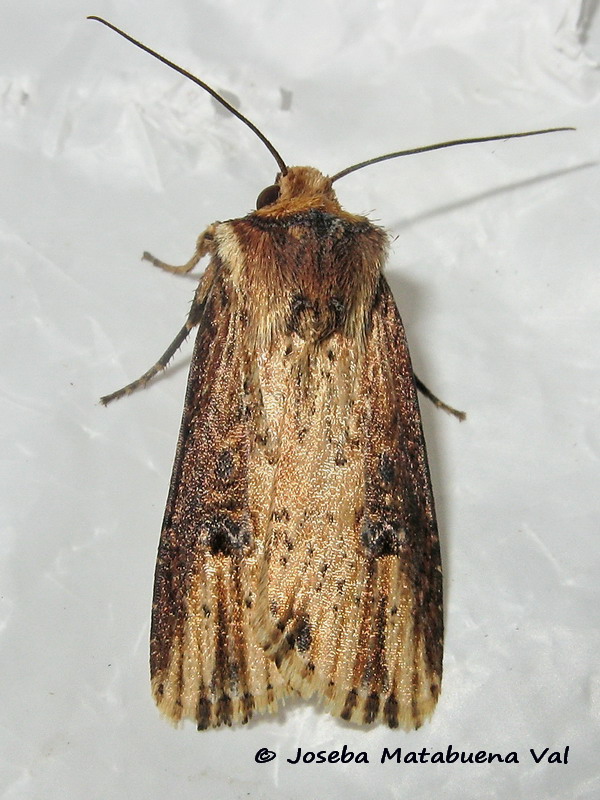 Axylia putris - Noctuidae